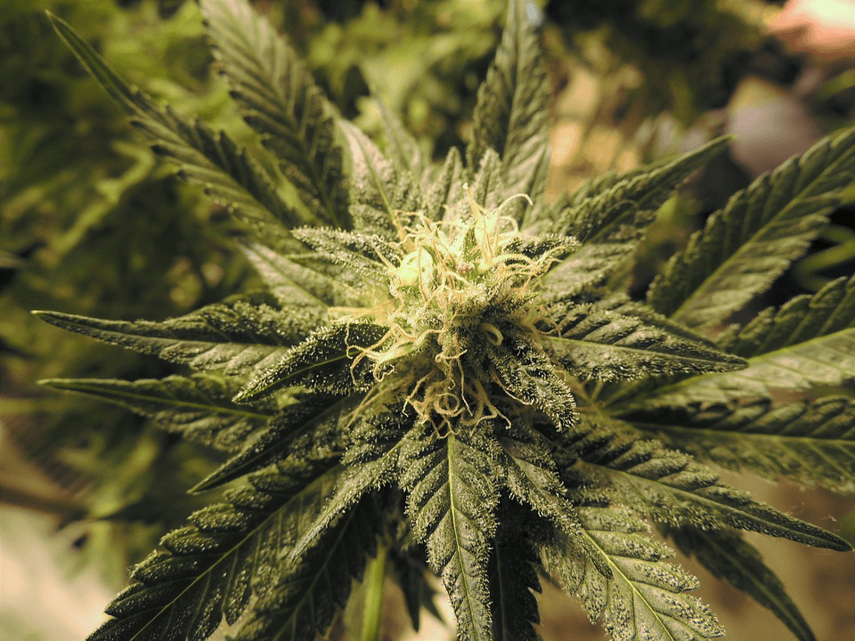 cannabis cannabis