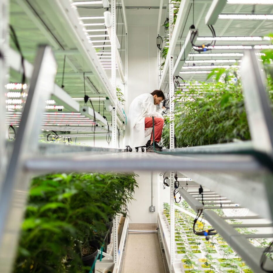 man inspecting plant in agritech facility